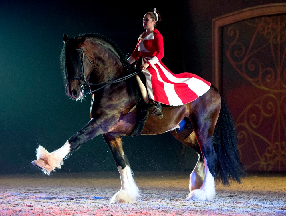 Shire Horses